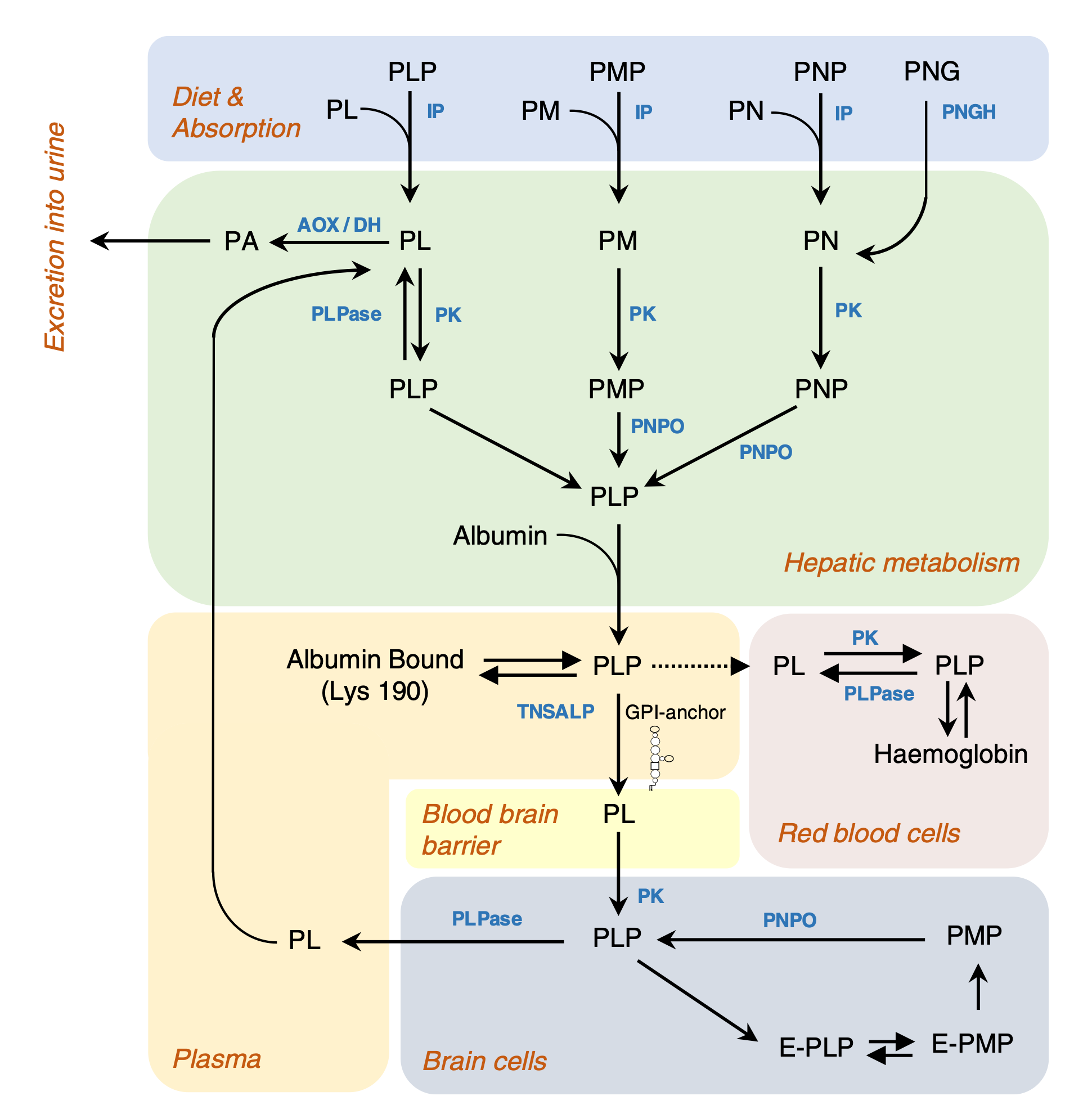 Interconversion of dietary B6 vitamers to the active cofactor, pyridoxal 50-phosphate|450