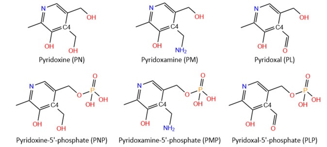 Molecular structures of the B6 vitamers|450