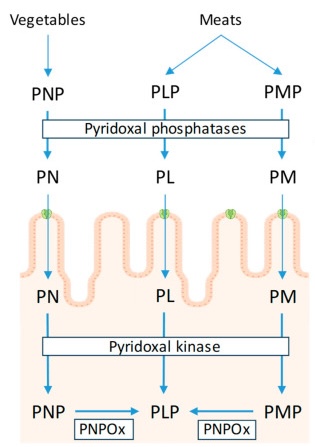 Overview of PLP metabolism