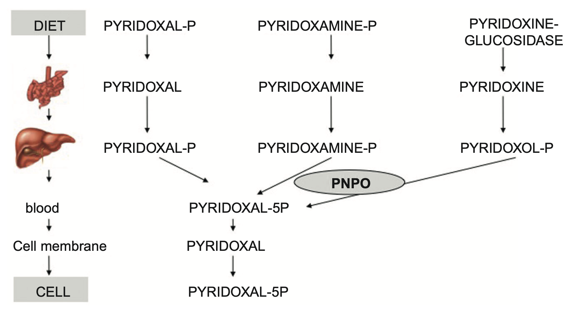 Pyridoxal phosphate and pyridoxine|450